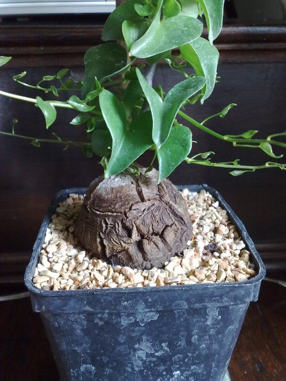 Dioscorea mexicana 