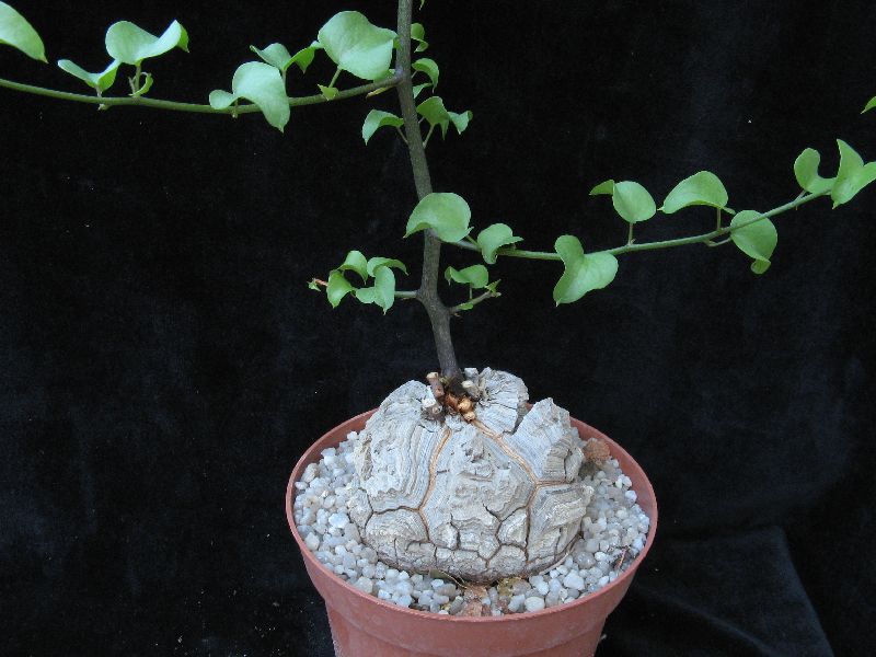 Dioscorea elephantipes 