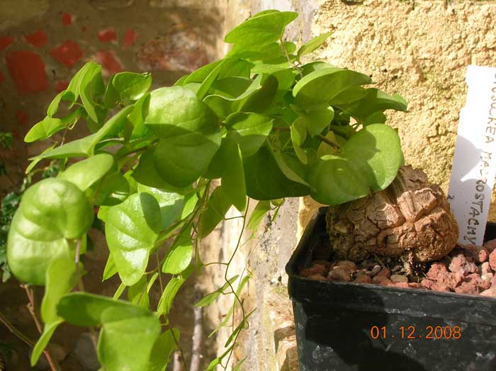 Dioscorea elephantipes 