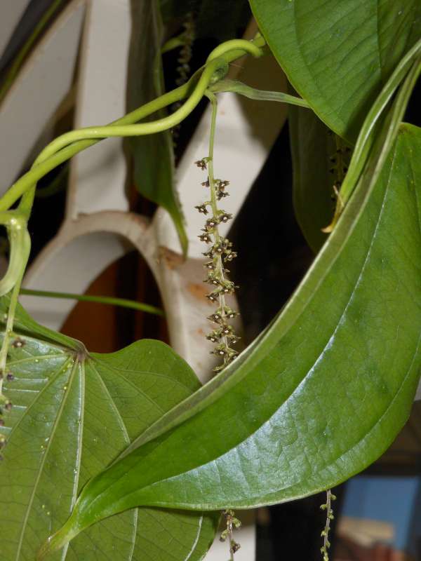 Dioscorea mexicana 