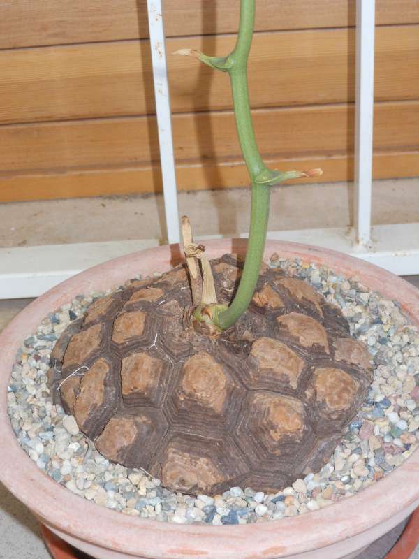 Dioscorea mexicana 