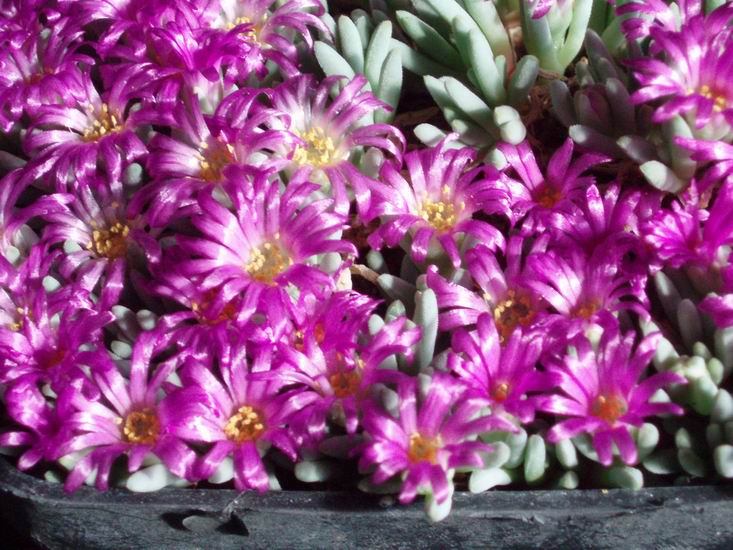 Delosperma sphalmantoides 