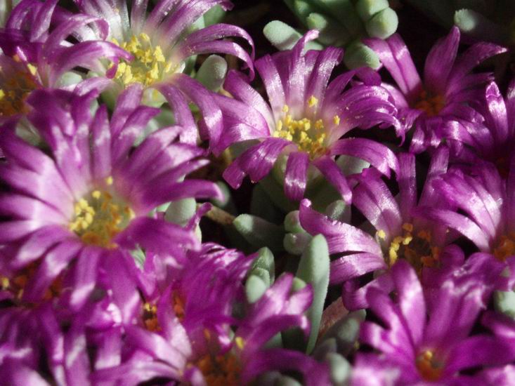 Delosperma sphalmantoides 