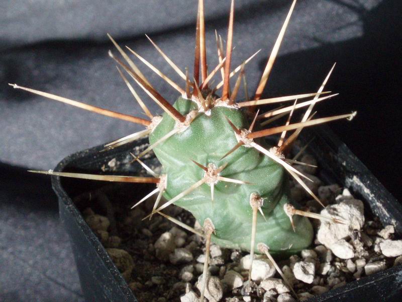 opuntia fragilis v. oplocarpa