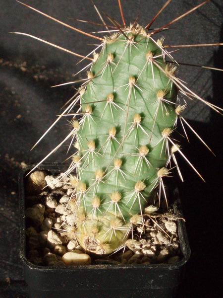 opuntia arenaria