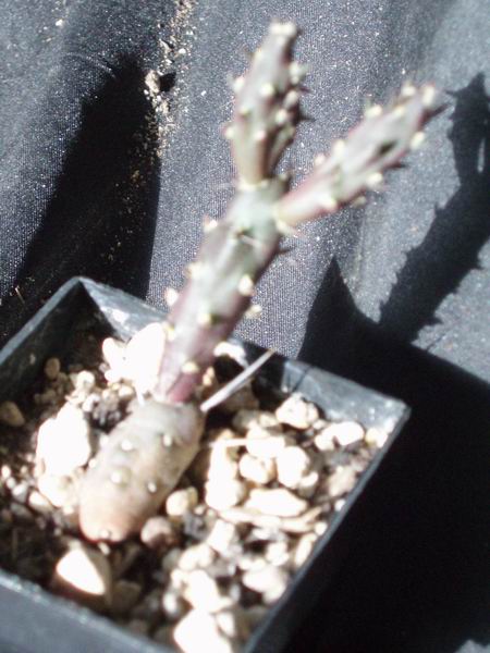 Opuntia nigrispina 