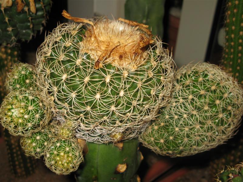 Discocactus araneispinus 