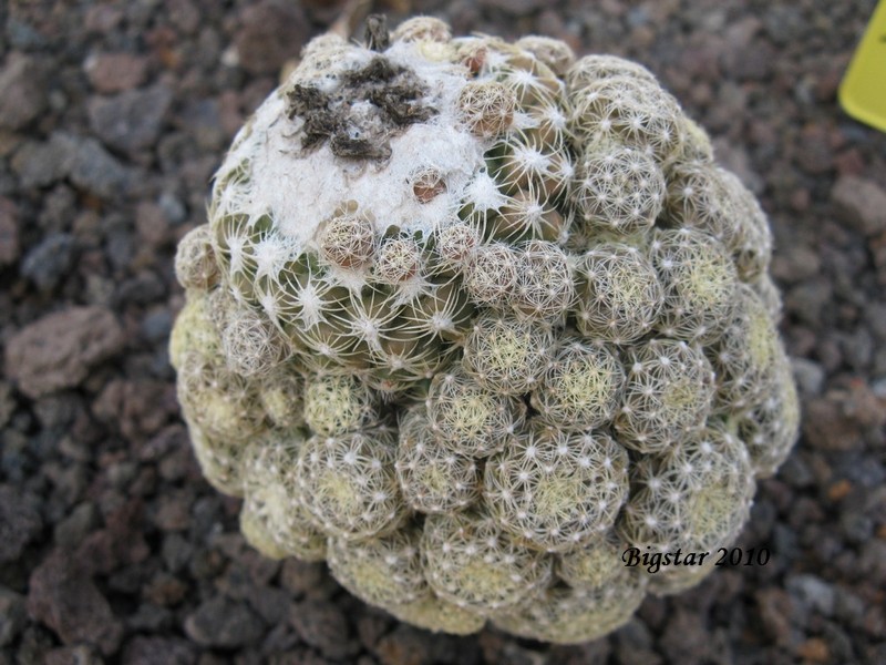 Discocactus buenekeri 