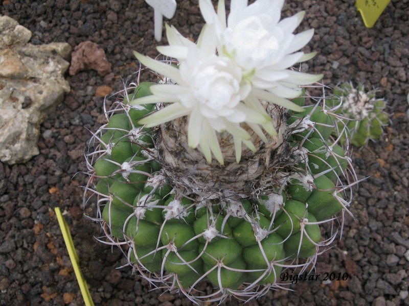 Discocactus crystallophilus HU 582