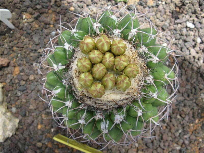 Discocactus crystallophilus HU 582