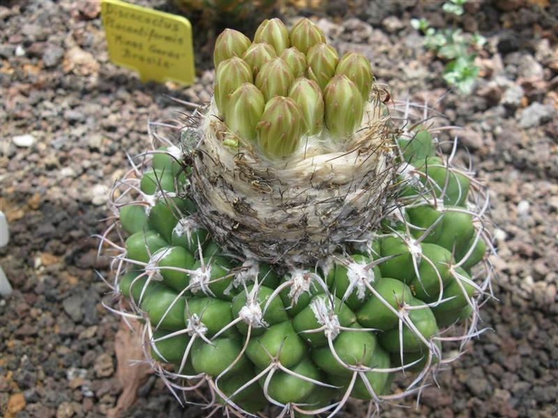 Discocactus crystallophilus 