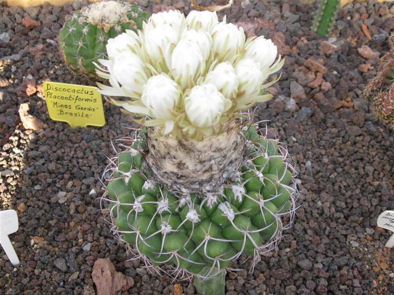 Discocactus crystallophilus HU 582