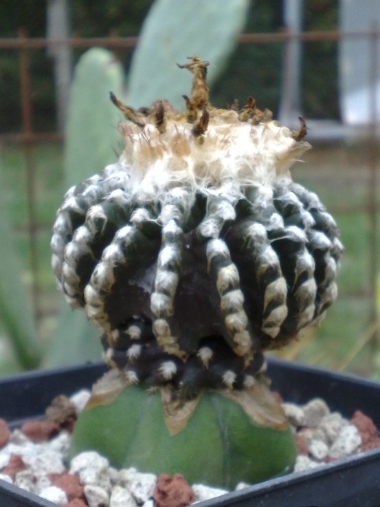 Discocactus horstii 