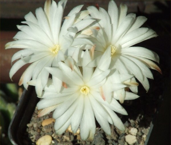 Discocactus horstii 