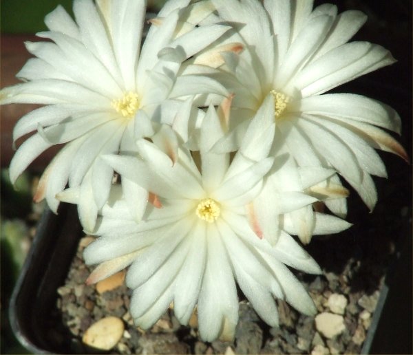 Discocactus horstii 