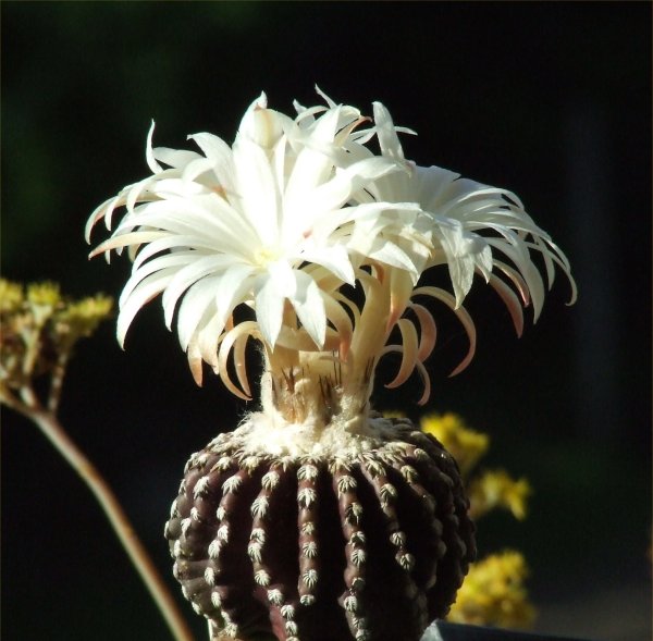 Discocactus horstii 