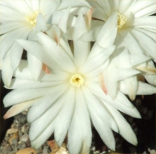 Discocactus horstii 