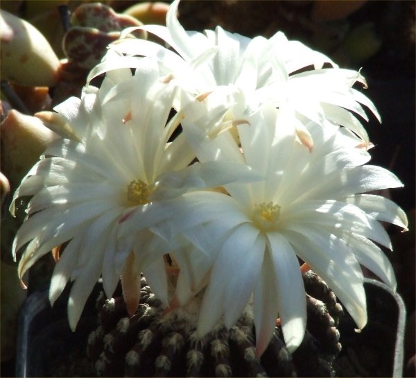 Discocactus horstii 