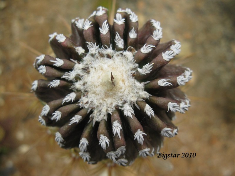 Discocactus horstii 