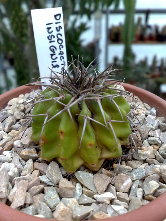 Discocactus insignis 