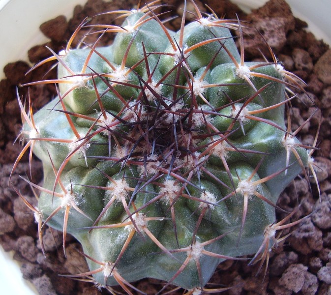  discocactus insignis? 