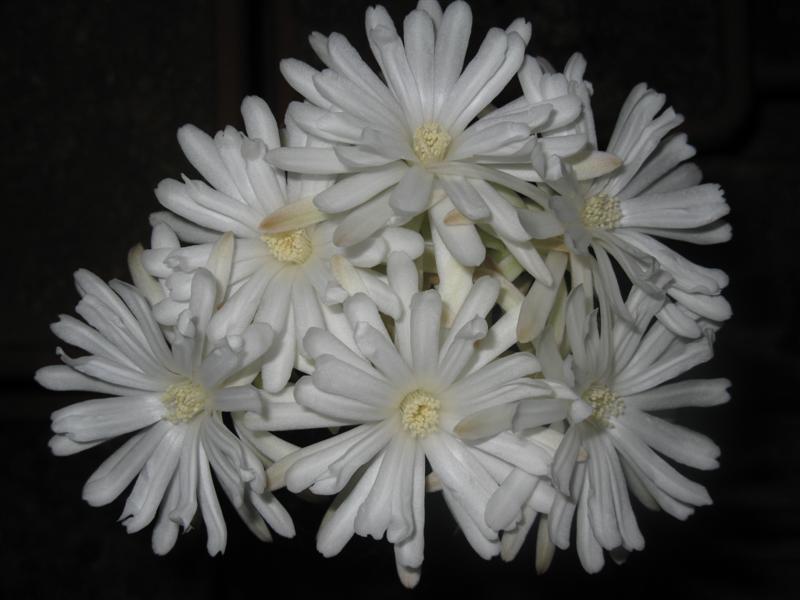 Discocactus magnimammus HU324
