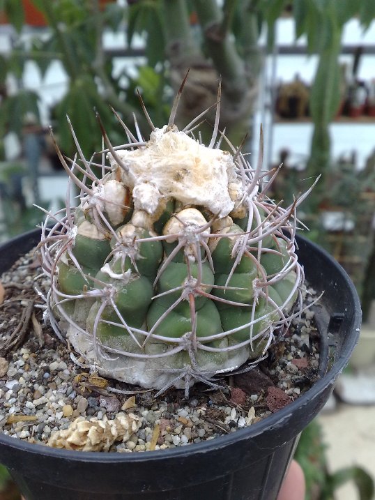 discocactus crassispinus 