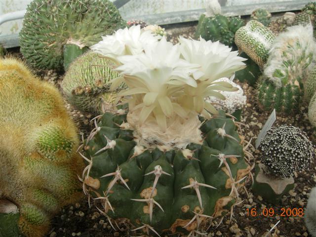 Discocactus subviridigriseus 