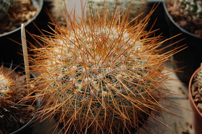 Mammillaria discolor v. longispina 