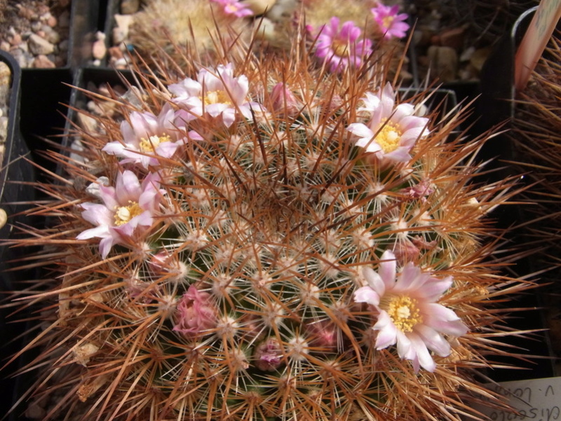 Mammillaria discolor v. longispina 