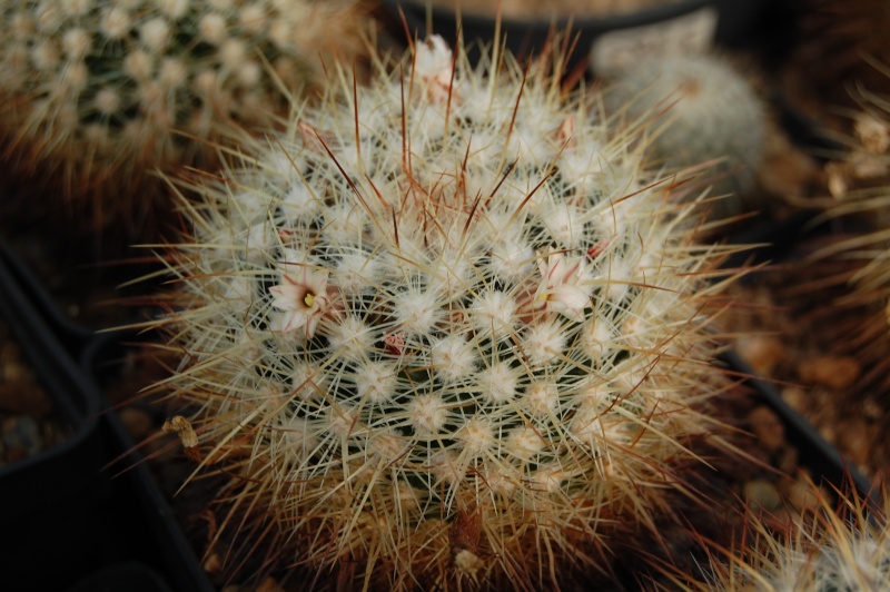 Mammillaria discolor v. esperanzaensis FO 185