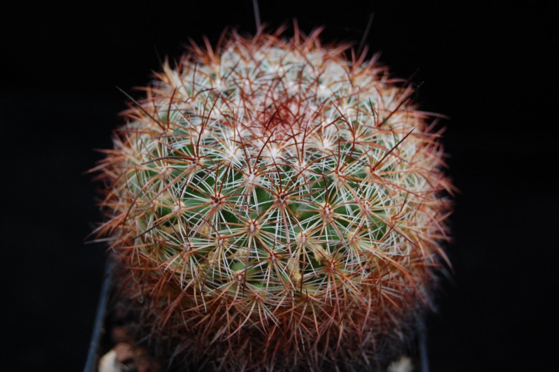 Mammillaria discolor ssp. ochoterenae FO 108