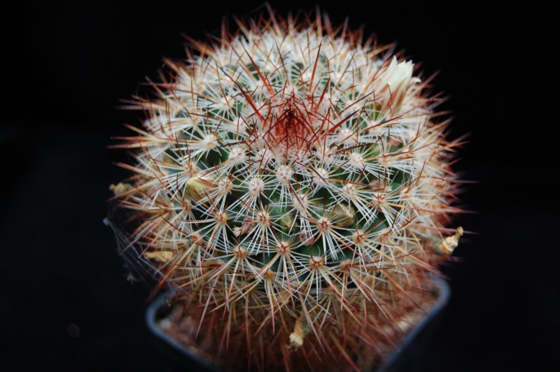 Mammillaria discolor v. esperanzaensis FO 185