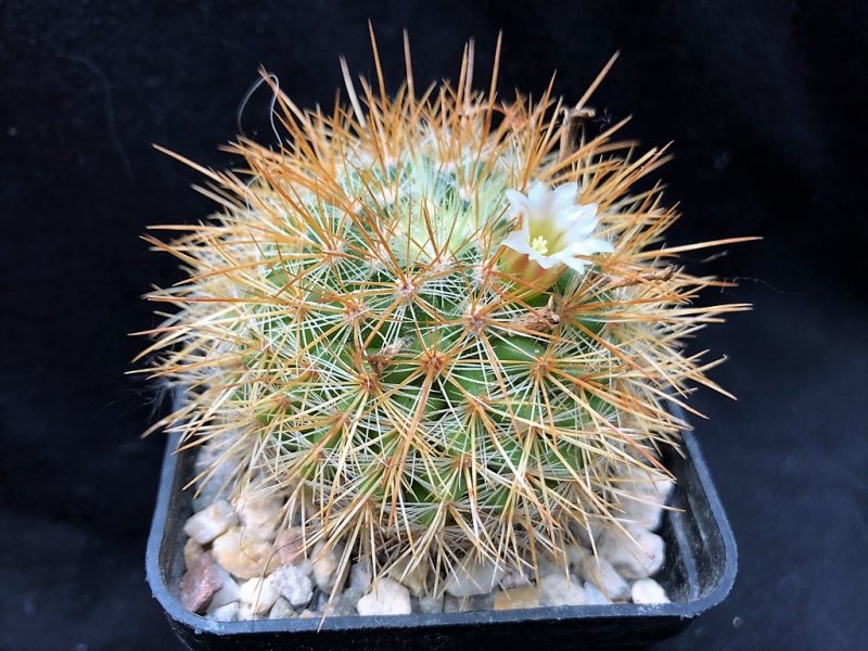 Mammillaria discolor H 8532