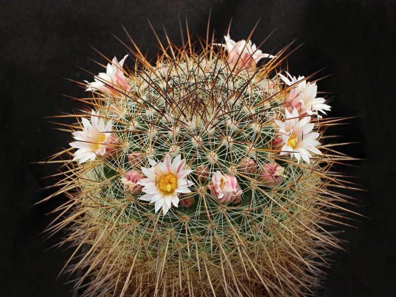 Mammillaria discolor KS s.n.