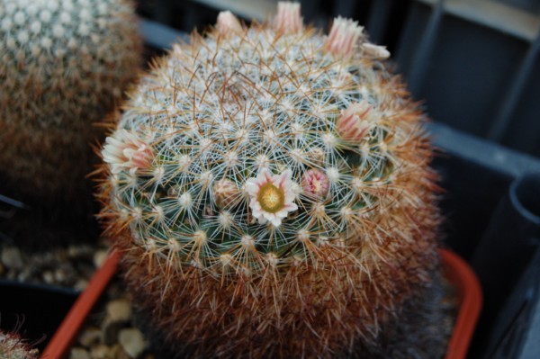 Mammillaria discolor v. ochoterenae 