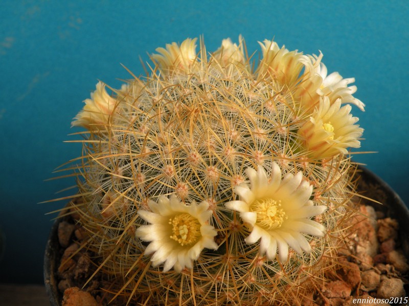 Mammillaria discolor v. schmollii 