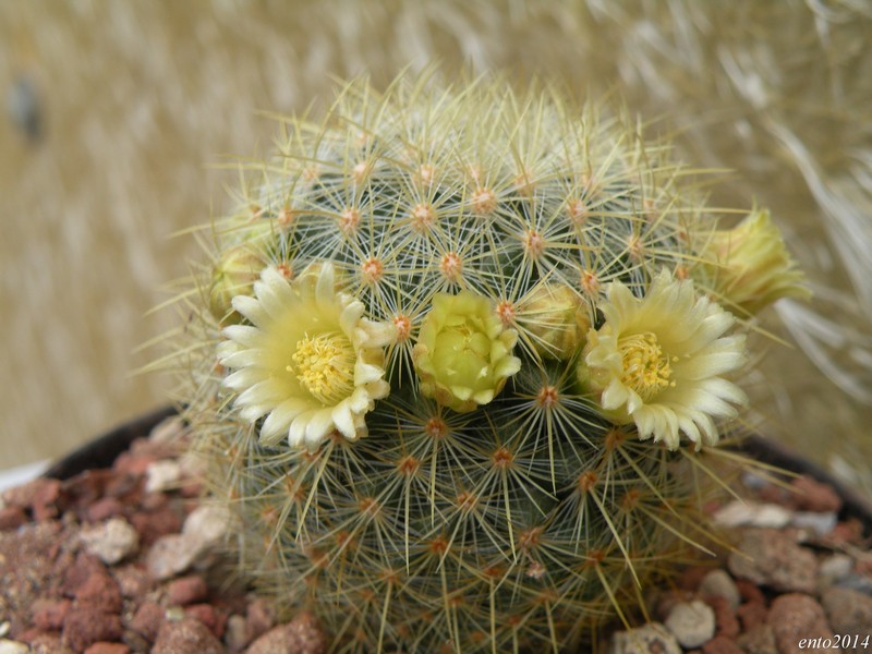 Mammillaria discolor v. schmollii 