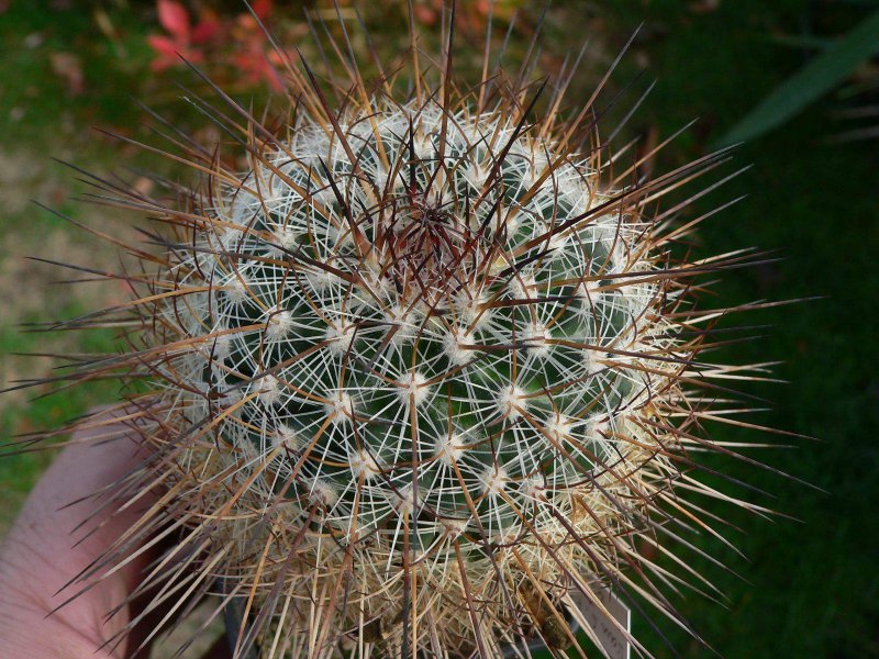 Mammillaria discolor KS s.n.