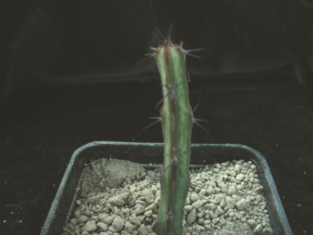 Euphorbia dissitispina 