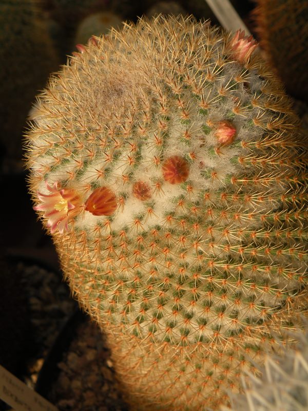 Mammillaria dixanthocentron FO 230