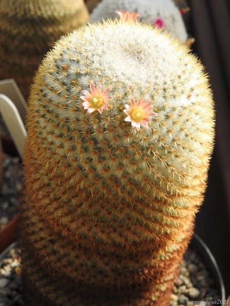 Mammillaria dixanthocentron FO230