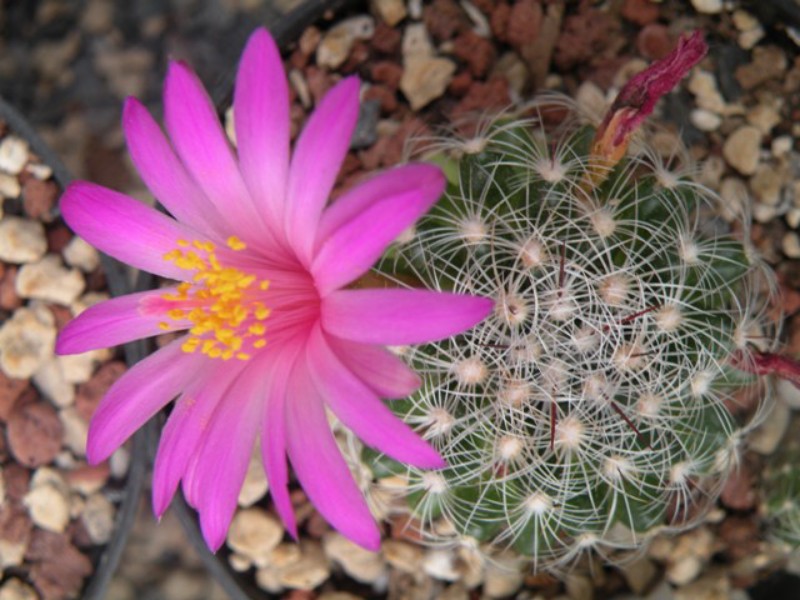 Mammillaria deherdtiana ssp. dodsonii 