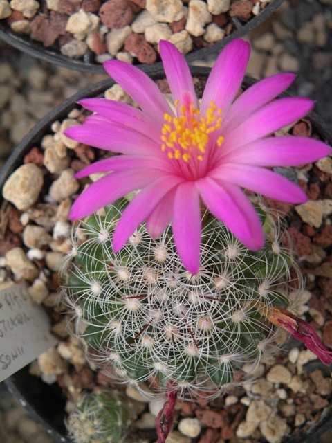 Mammillaria deherdtiana ssp. dodsonii 