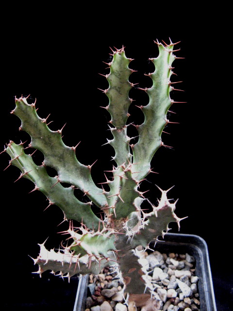 Euphorbia doinetiana 