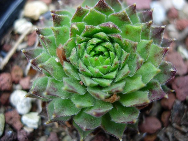 Sempervivum dolomiticum 