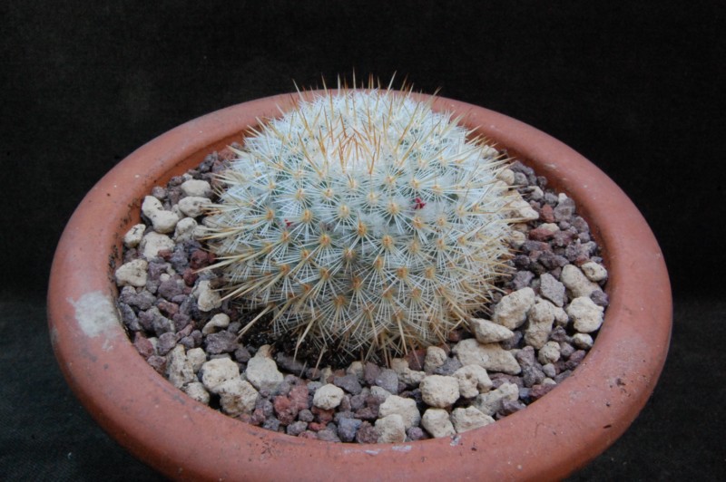 Mammillaria donatii REP 880