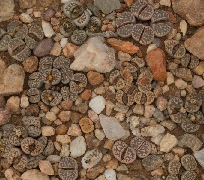 Lithops dorotheae C124441