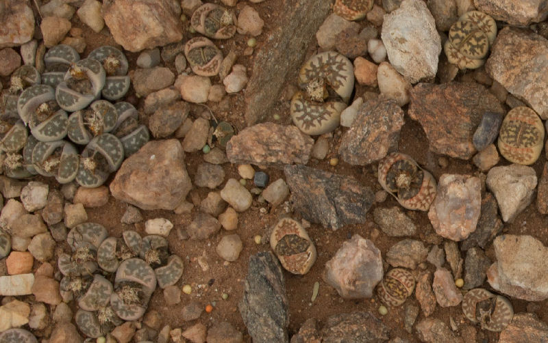 Lithops dorotheae C300439