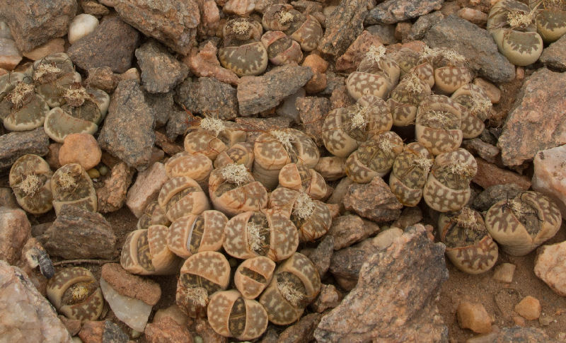 Lithops dorotheae C124279